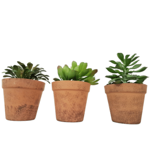 Plantes artificielles